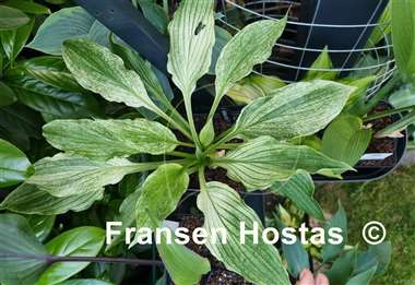 Hosta White Wall Tire