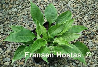 Hosta White Wall Tire