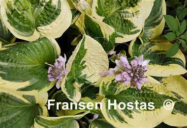 Hosta Wide Brim