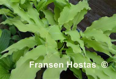 Hosta Wiggles and Squiggles