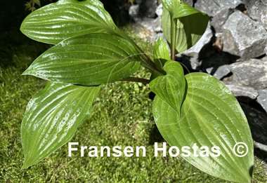 Hosta Wild Cherry