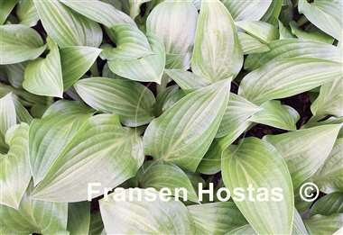 Hosta Wild Cherry