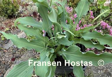Hosta Wild Imagination