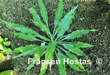 Hosta Wild Imagination