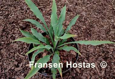 Hosta Wild Imagination