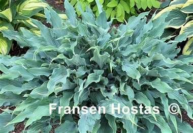 Hosta Wild Imagination