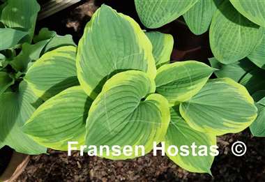 Hosta Wildest Dreams