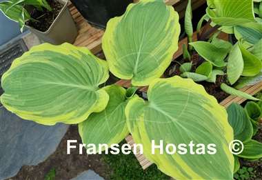 Hosta Wildest Dreams
