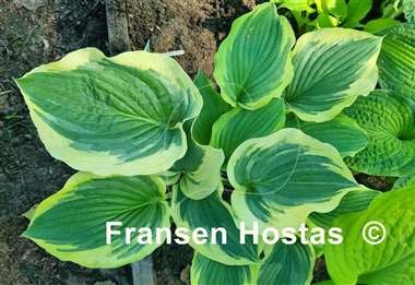 Hosta Wildest Dreams