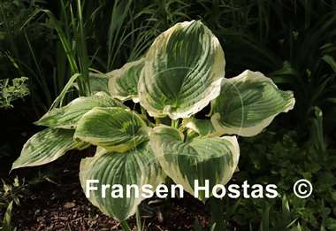 Hosta Wildest Dreams