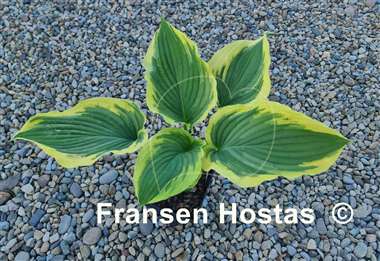 Hosta Wildest Dreams
