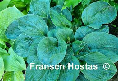 Hosta Will of Fortune