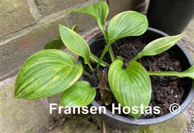 Hosta William Lachman