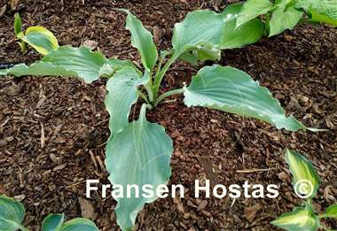 Hosta Wind beneath My Wings