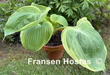 Hosta Windy City