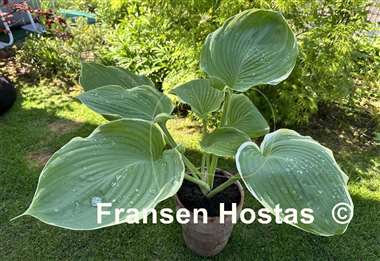 Hosta Windy City