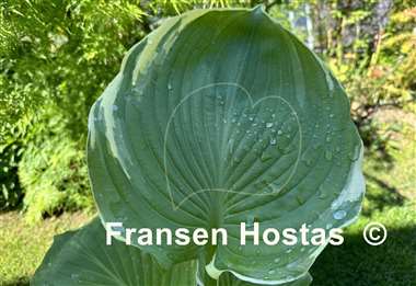 Hosta Windy City