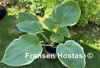 Hosta Windy City