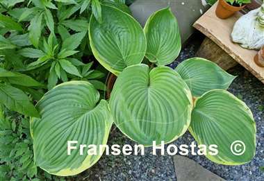 Hosta Windy City
