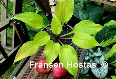 Hosta Winged Valkyrie