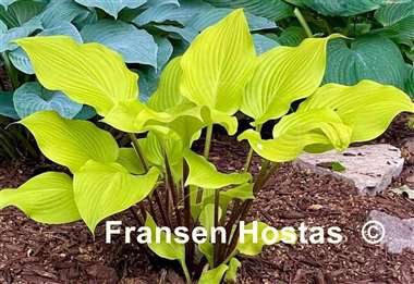 Hosta Winged Valkyrie