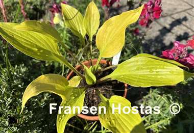 Hosta Winged Valkyrie