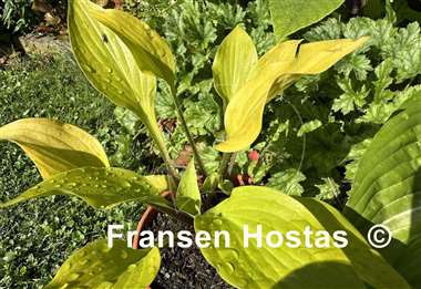 Hosta Winged Valkyrie