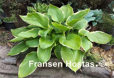 Hosta Winter Snow