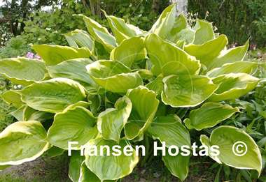 Hosta Winter Snow