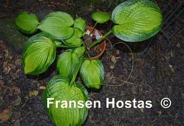 Hosta Winter Vision