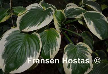 Hosta Wintergreen