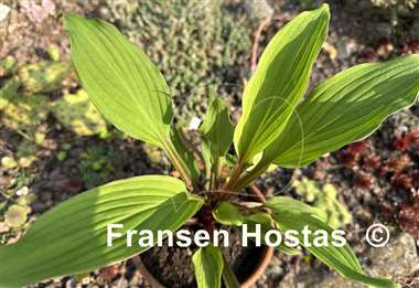 Hosta Wisconsin Red