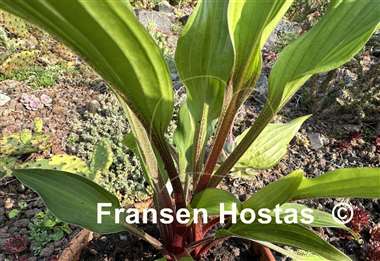Hosta Wisconsin Red