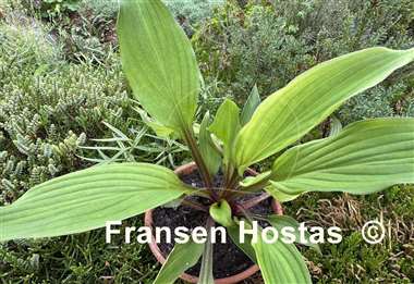 Hosta Wisconsin Red