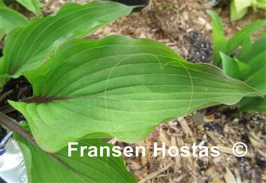Hosta Wisconsin Red