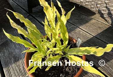 Hosta Wizard of Ahhhs