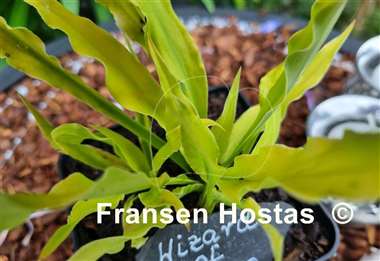 Hosta Wizard of Ahhhs