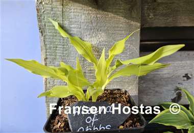 Hosta Wizard of Ahhhs