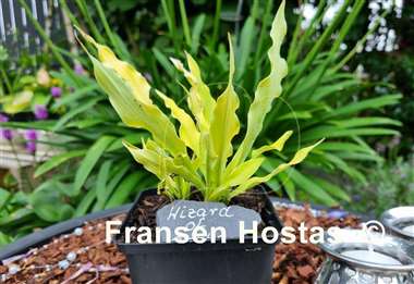 Hosta Wizard of Ahhhs