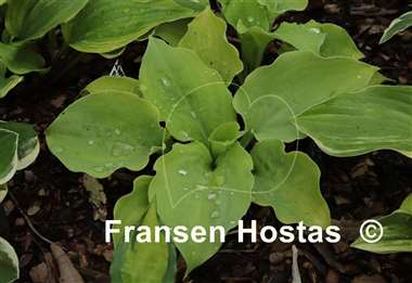 Hosta Wizard's Illusion