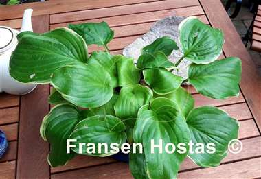 Hosta Wizard's Path