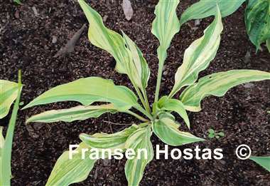 Hosta Wobbling Sparky