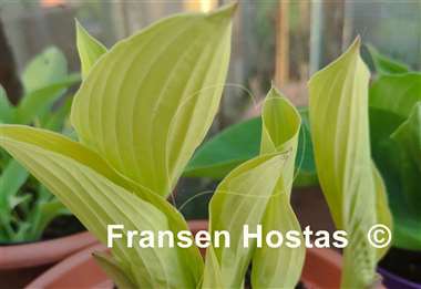 Hosta Wogon's Boy