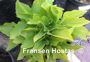 Hosta Wogon