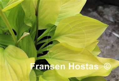 Hosta Wogon