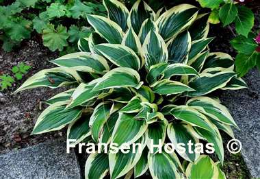 Hosta Wolverine