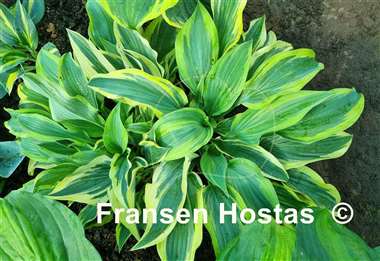 Hosta Wolverine