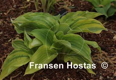 Hosta Wonderful Life