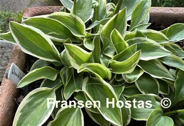Hosta Woodland Elf