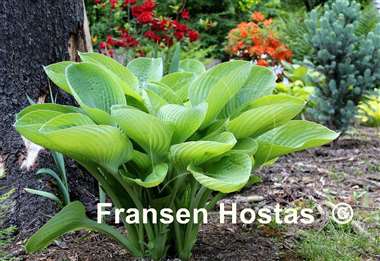 Hosta World Cup